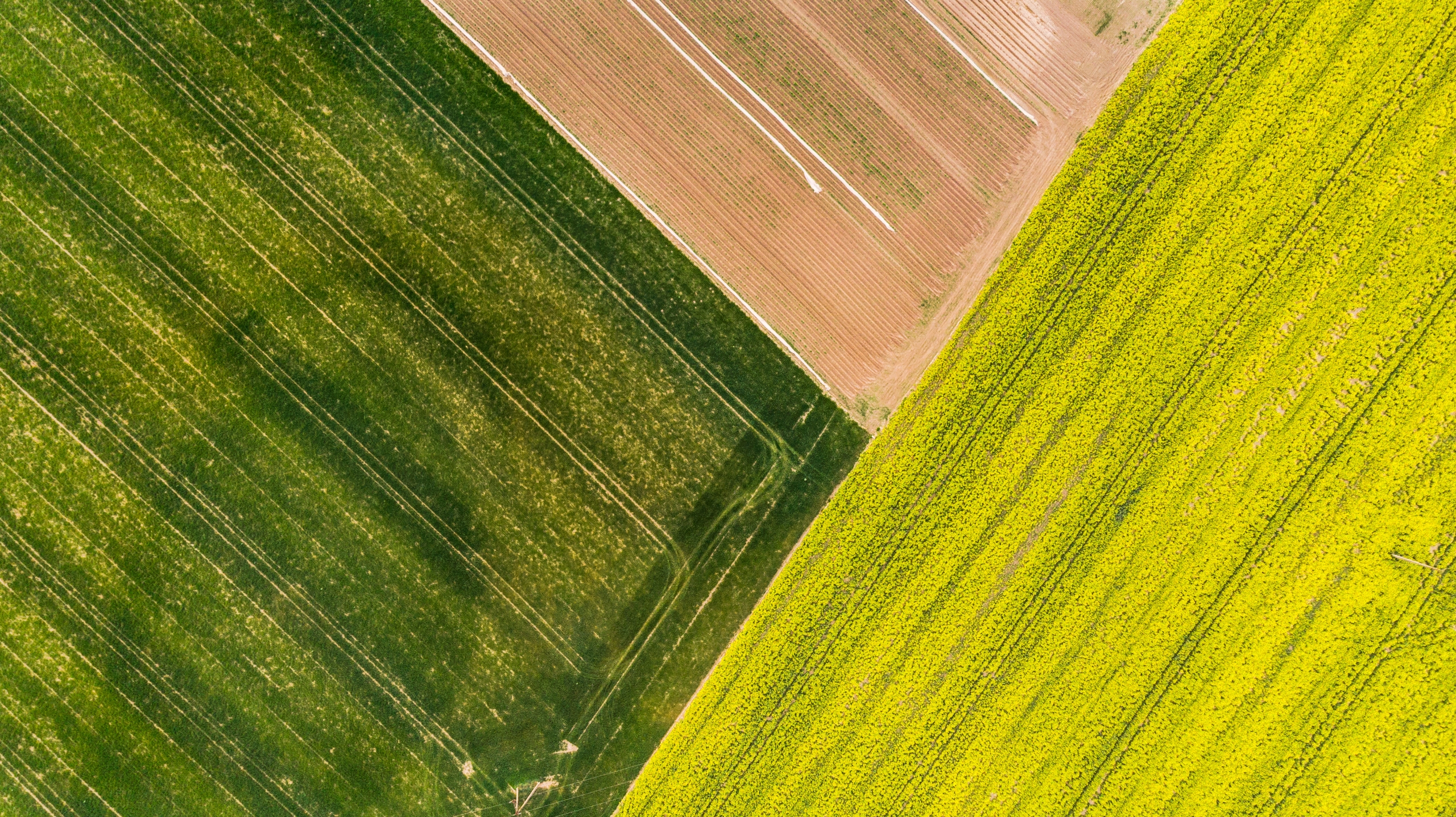 Colorful patterns in crop field